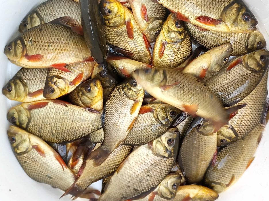 Lin kroczek 6-8 sztuk na kg karp amur szczupak jesiotr