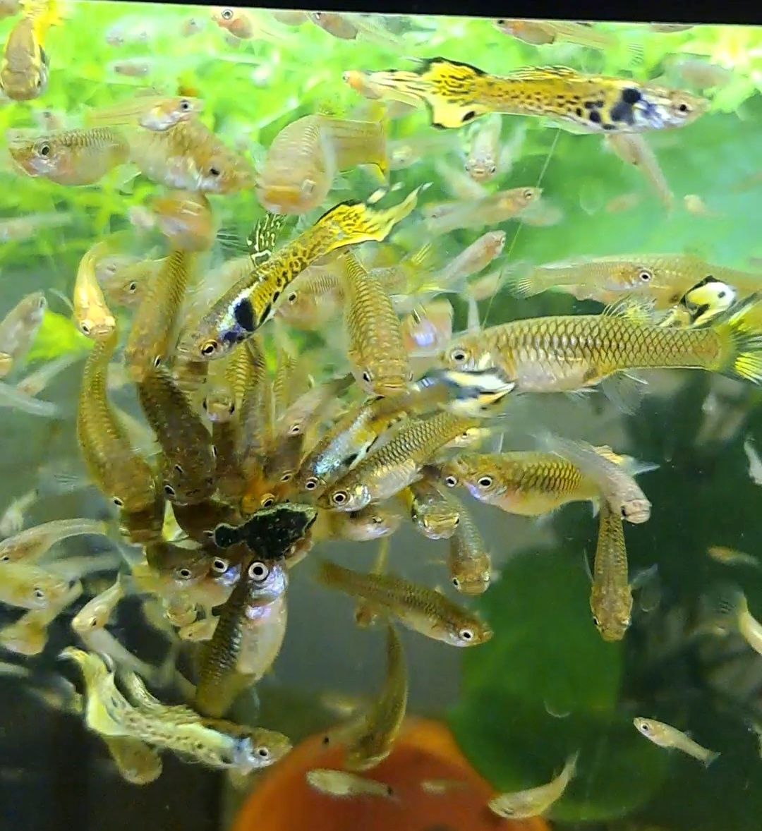 Guppys endler Tiger
