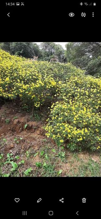 Sementes de Malmequer amarelo