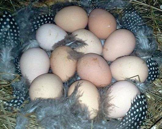 Продам яйце інкубаційне цесарки