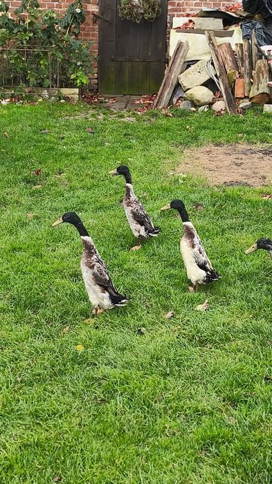 Biegus indyjski srebrne kaczory