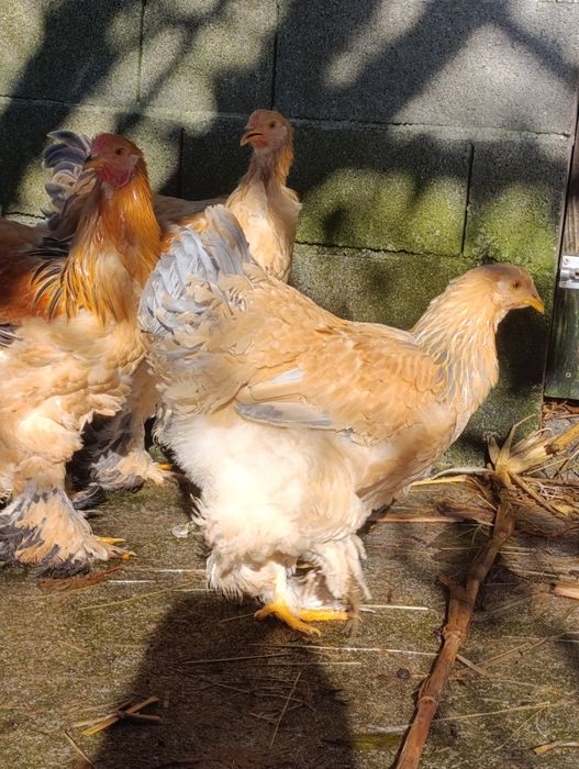 Vendo um casal de raça bramas buff