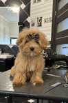 Міні дівчинка Maltipoo f1, мальтипу, мальтіпу  з доставкою