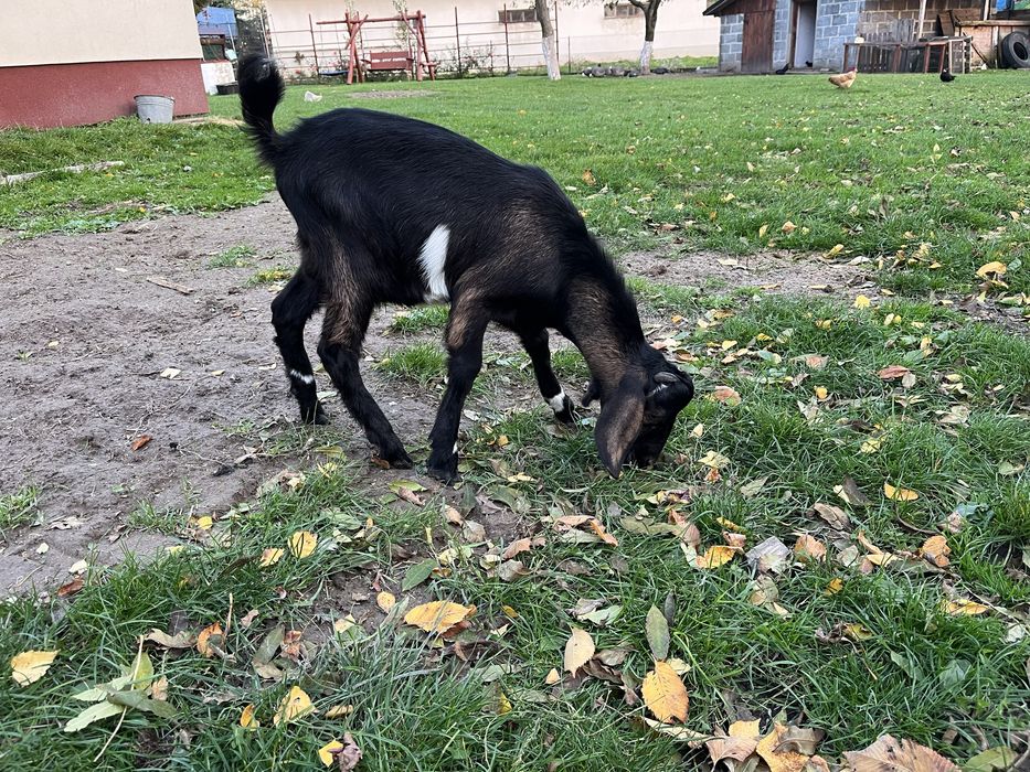 Koza, cap, koziołek