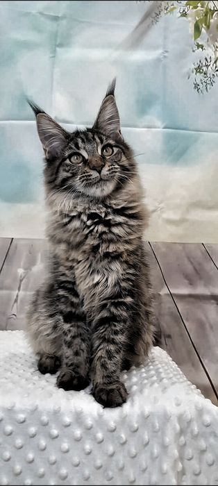 розкішна дівчинка  Мейн-Кун