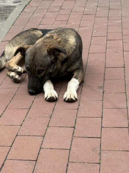 Лапа шукає дім цуценя щенок собаксука в добрі руки самка стерилізована