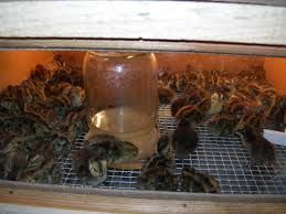 Перепілки молодняк різного віку, інкубаційні яйця