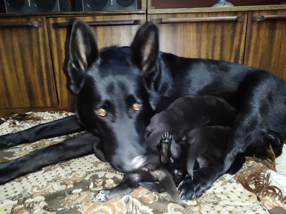 Щенки Восточно европейской Овчарки (Метисы)