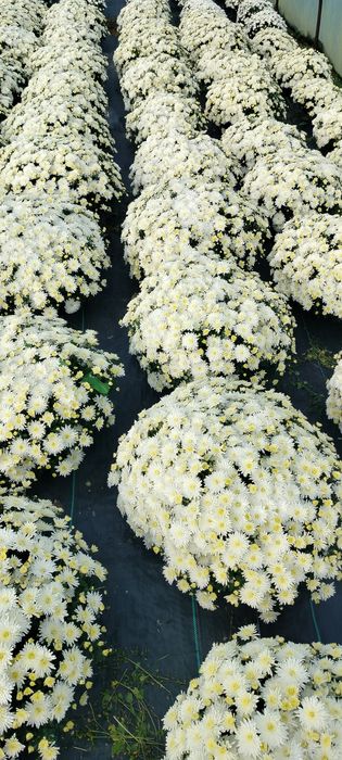 Sprzedam chryzantemy drobnokwiatowe