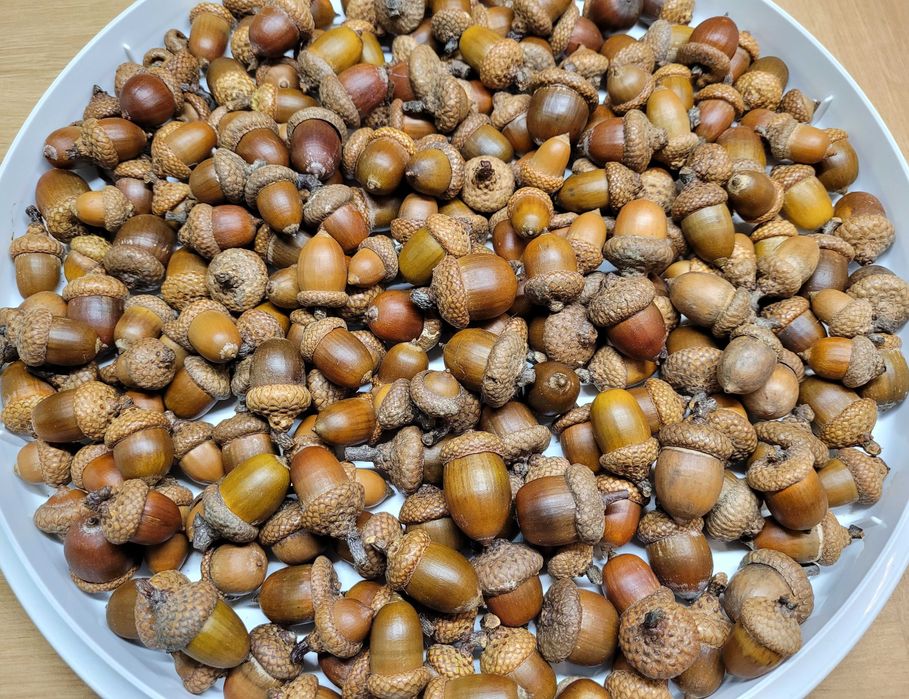 dodatki jesienne do szkoły / przedszkola kasztany ze skórką