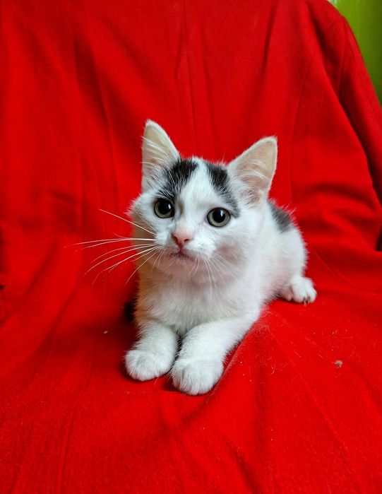 Маленькая плюшевая котёнок девочка ищет дом! Котята в хорошие руки!