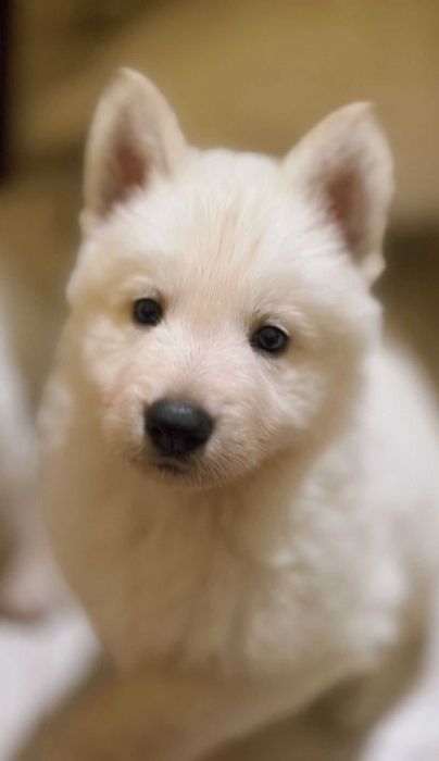 Pastor Branco Suiço