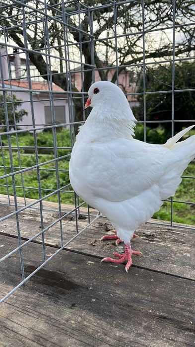 VENDO pombos de pura raça