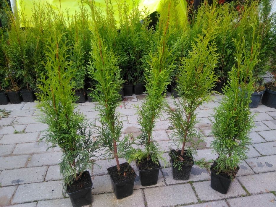 WYPRZEDAZ Tuja Szmaragd 20-30 cm Thuja Smaragd 1 KLASA -- DOWOZIMY--