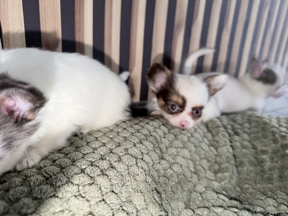 Chihuahua  bialo czekoladowy chlopak