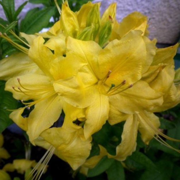 Азалія пахуча жовта