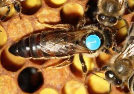 Матка Карніка плідна мічена 2025