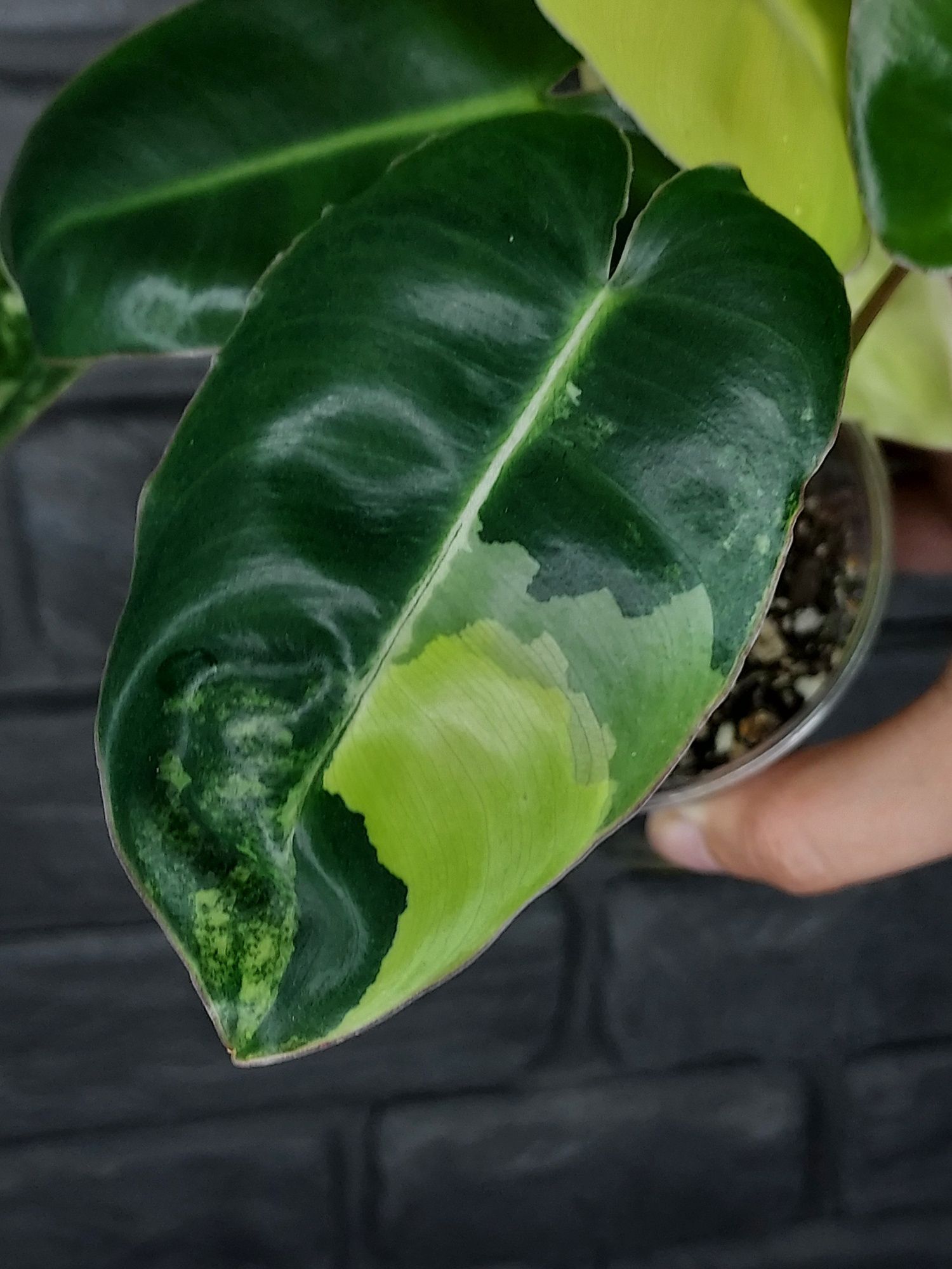 Philodendron Burle Marx Variegata #3