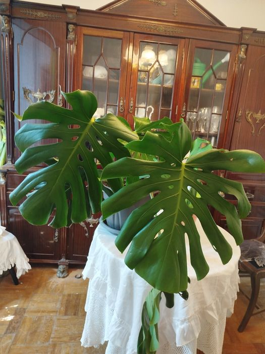 Planta natural monstera costela de Adão