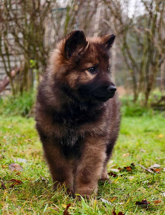 Mocna Wilczasta suczka! OWCZAREK STARONIEMIECKI Gotowa do zmiany domu!