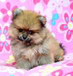 Szpic Miniaturowy Pomeranian śliczna suczka Cleo ZKwP FCI rodowód