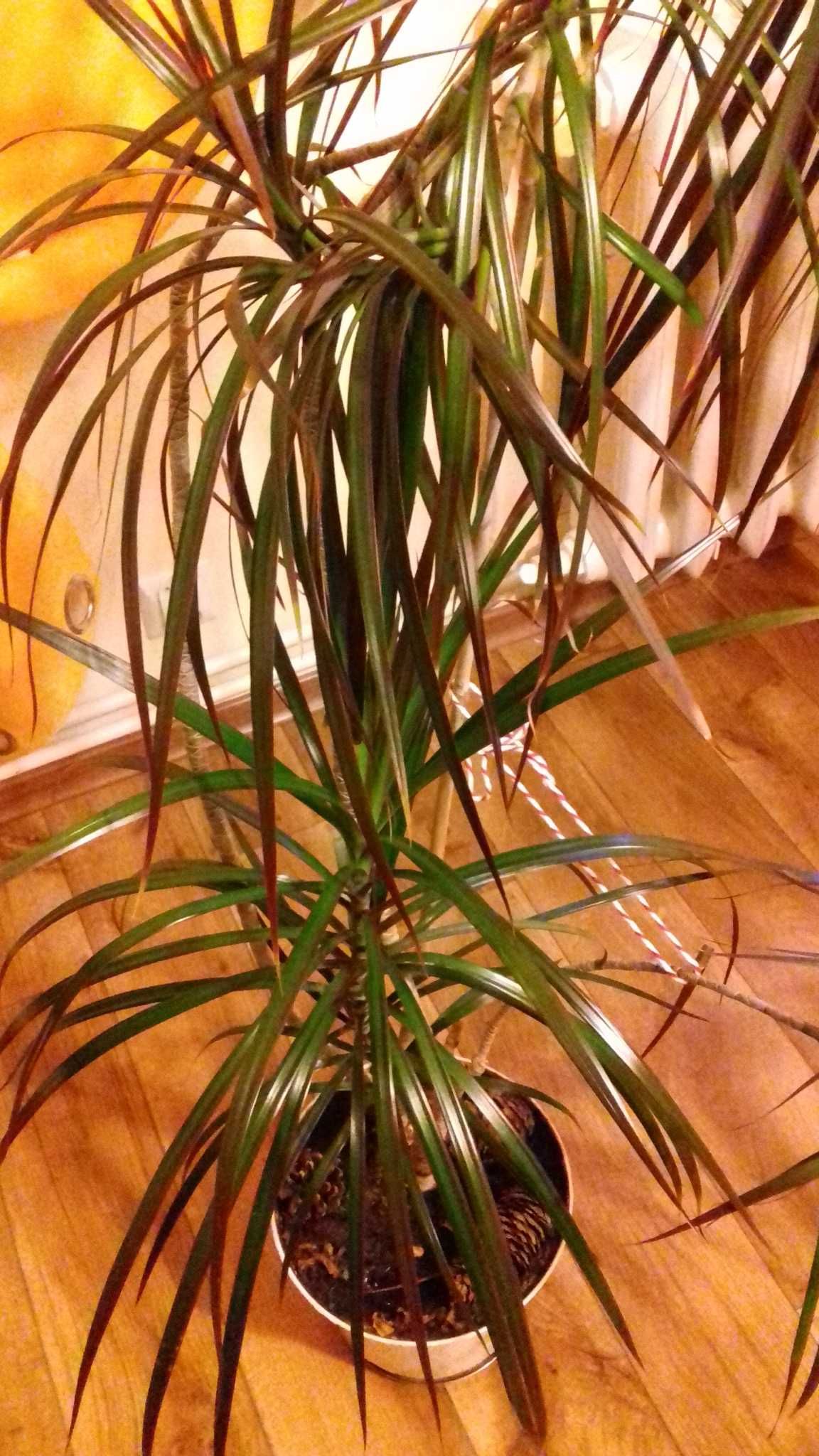 Dracena 80 cm, dracena 100 cm