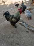 Galo do campo ar livre