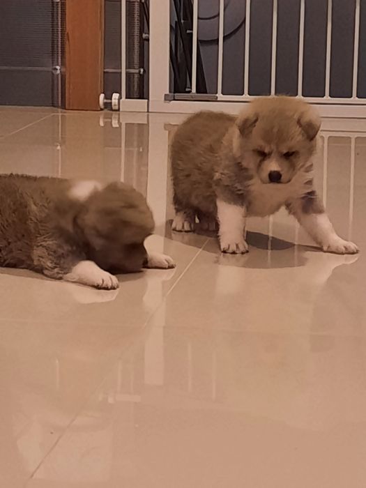 Akita japońska  suczka ZKwP