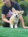 Welsh Corgi Pembroke (FCI)