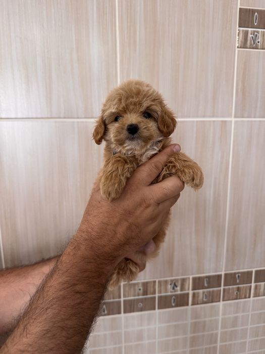 Хлопчики та дівчатка мальтіпу maltipoo