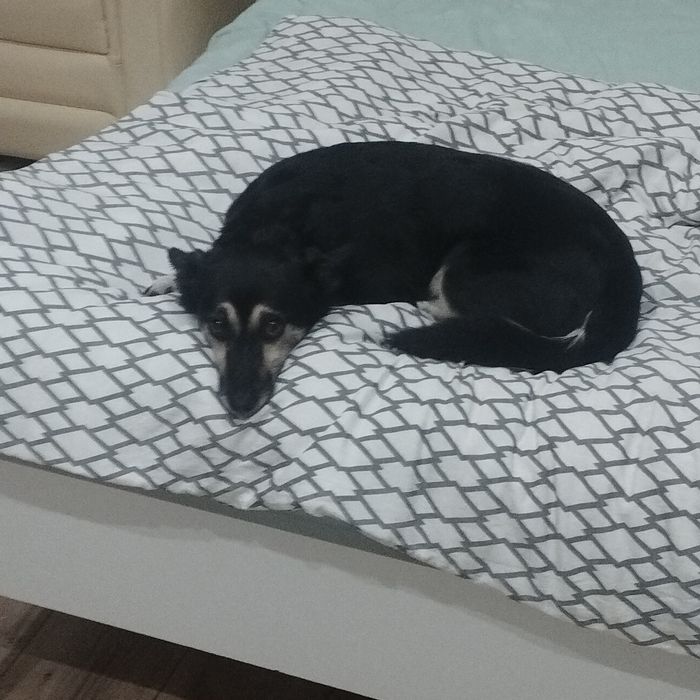 Oddam pieska suczkę