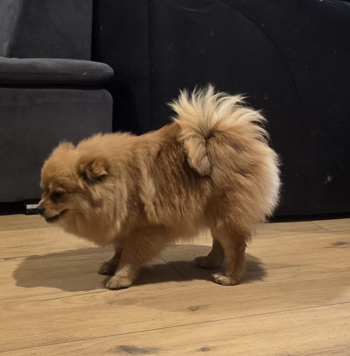 Pomeranian suczka szpic miniaturowy zkwp FCI