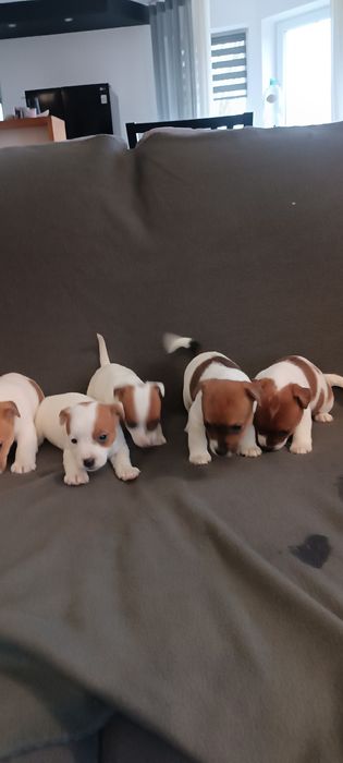 Jack Russell terrier