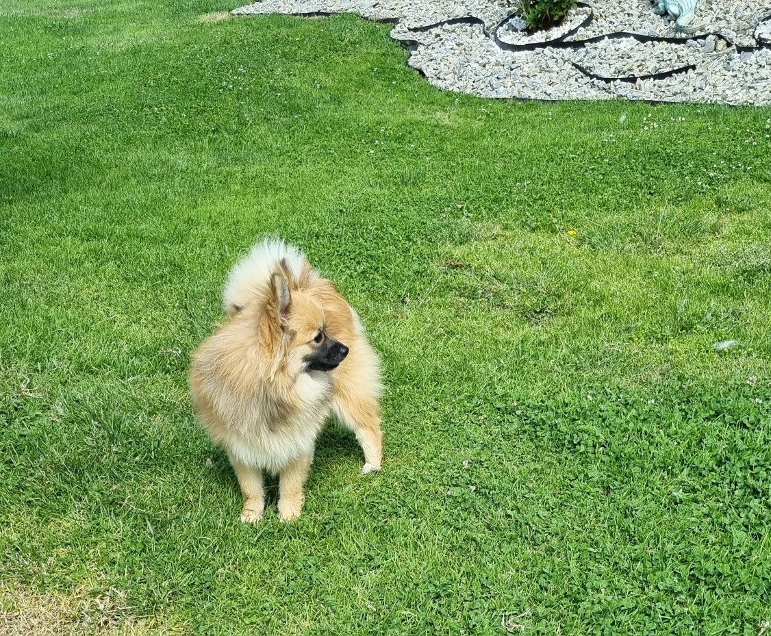 Piękna sunia  rasy szpic miniaturowy pomeranian.