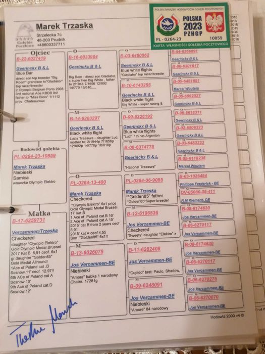 samiczka 2025 r, po org. M. Trzaska gołębie pocztowe