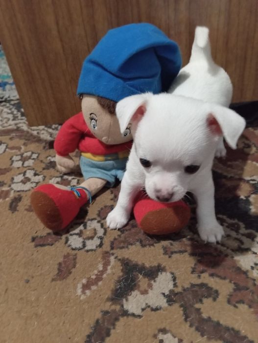 Щенки Чихуахуа - найкращий подарунок.