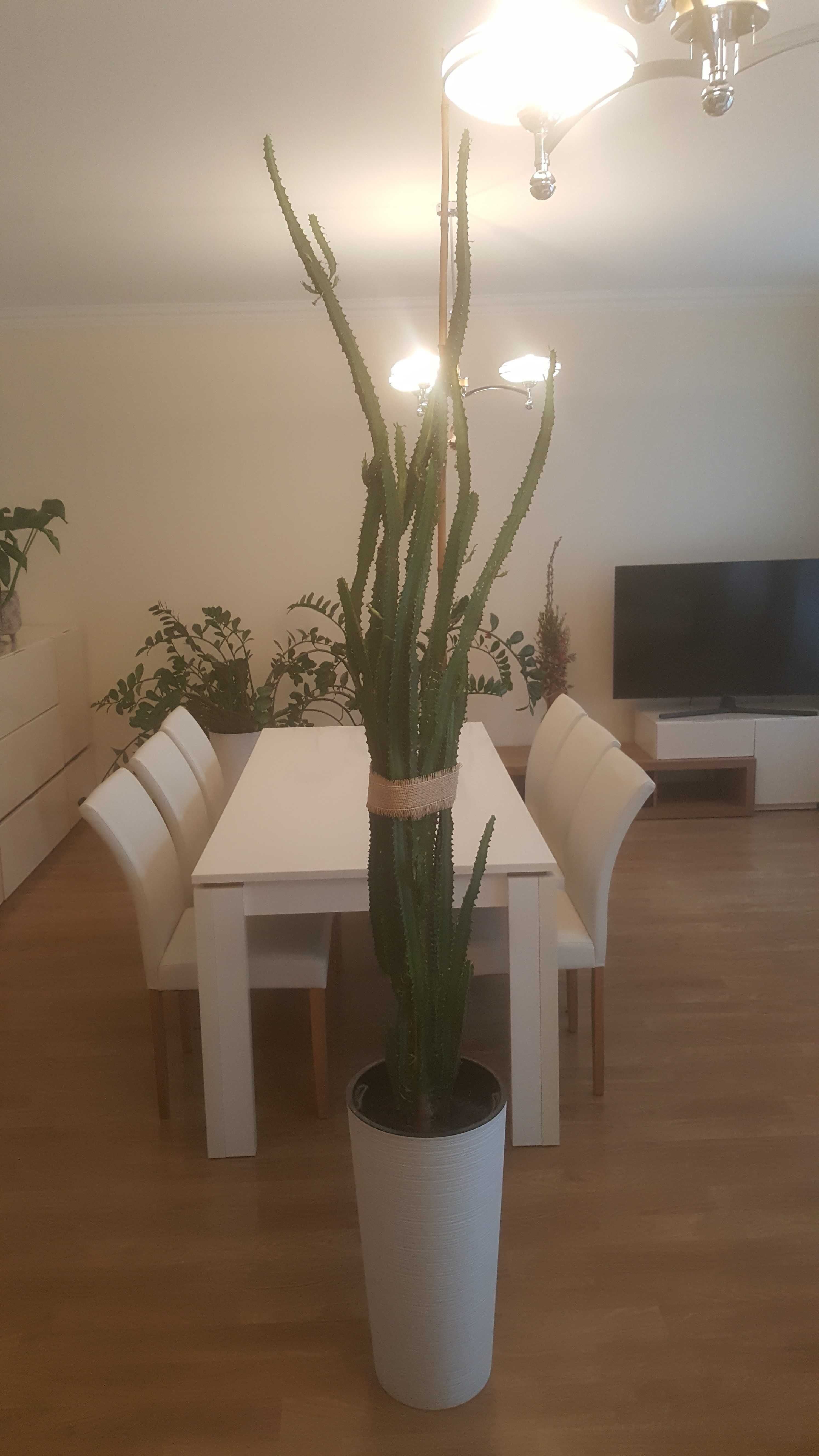 Wilczomlecz trójżebrowy Euphorbia triangularis kaktus duży