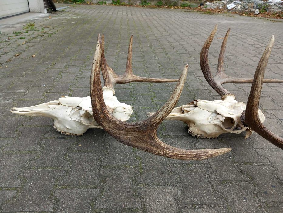 Poroże, Łoś, Rogi, Rosochy, Wieniec