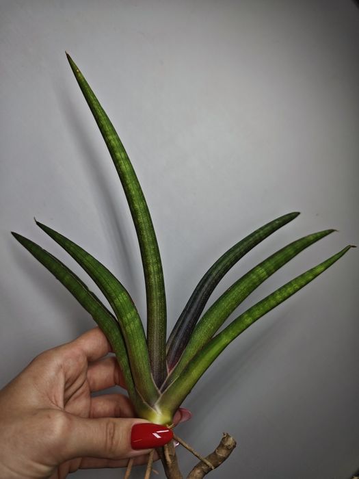Sansevieria Pink Cell