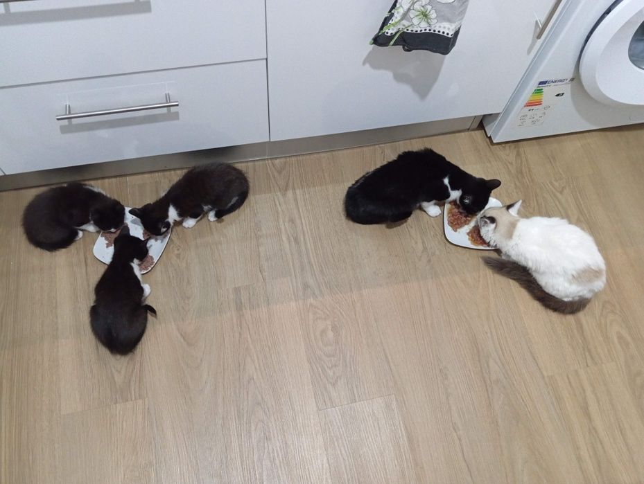 Gatinhas dóceis para adopção