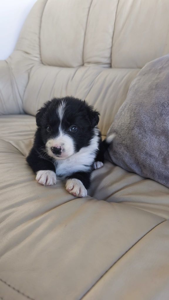 Border Collie macho