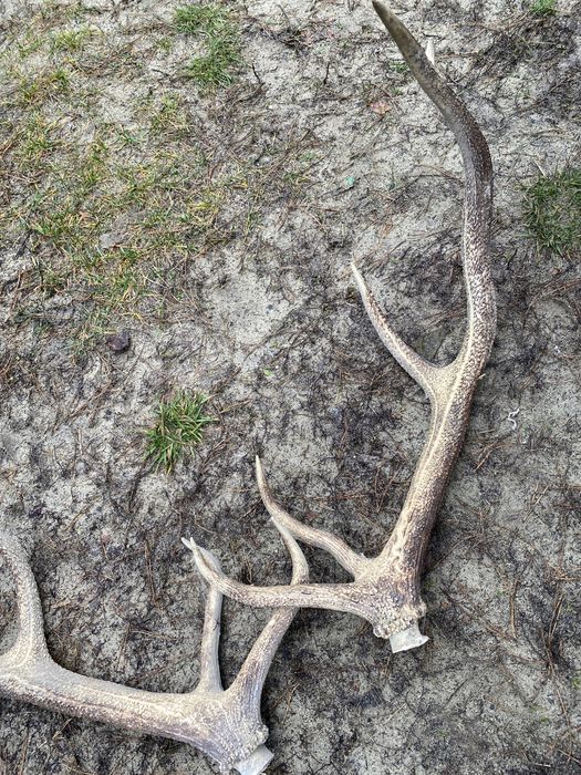 Роги олення