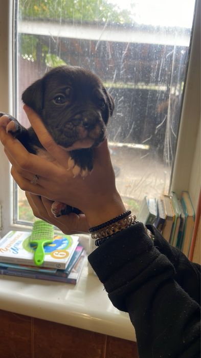 Кане корсики щенки