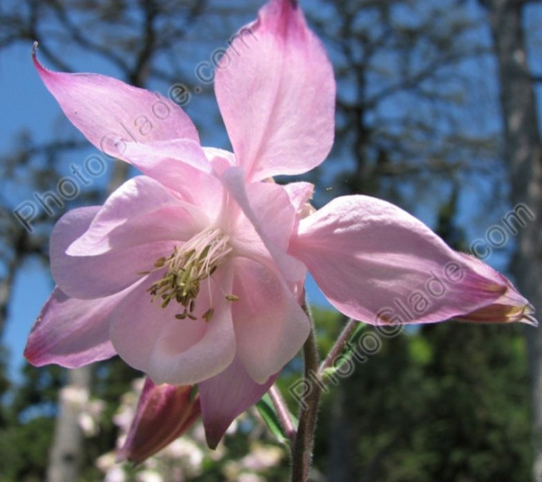 Очиток  многолетник, почвопокровный, ясколка