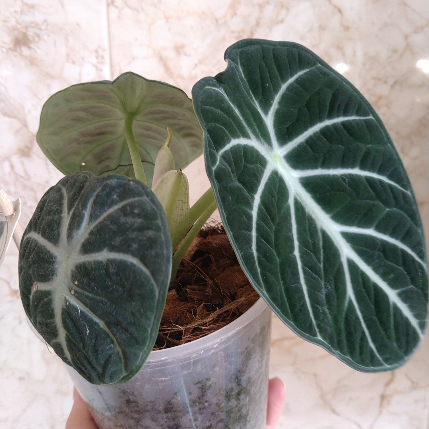 Алоказія Alocasia Ninja
