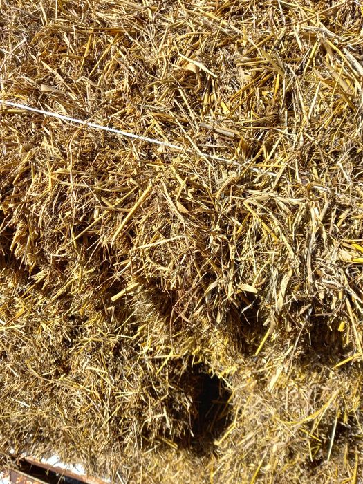 Sprzedam słomę  z przenżyta i owsa żyta