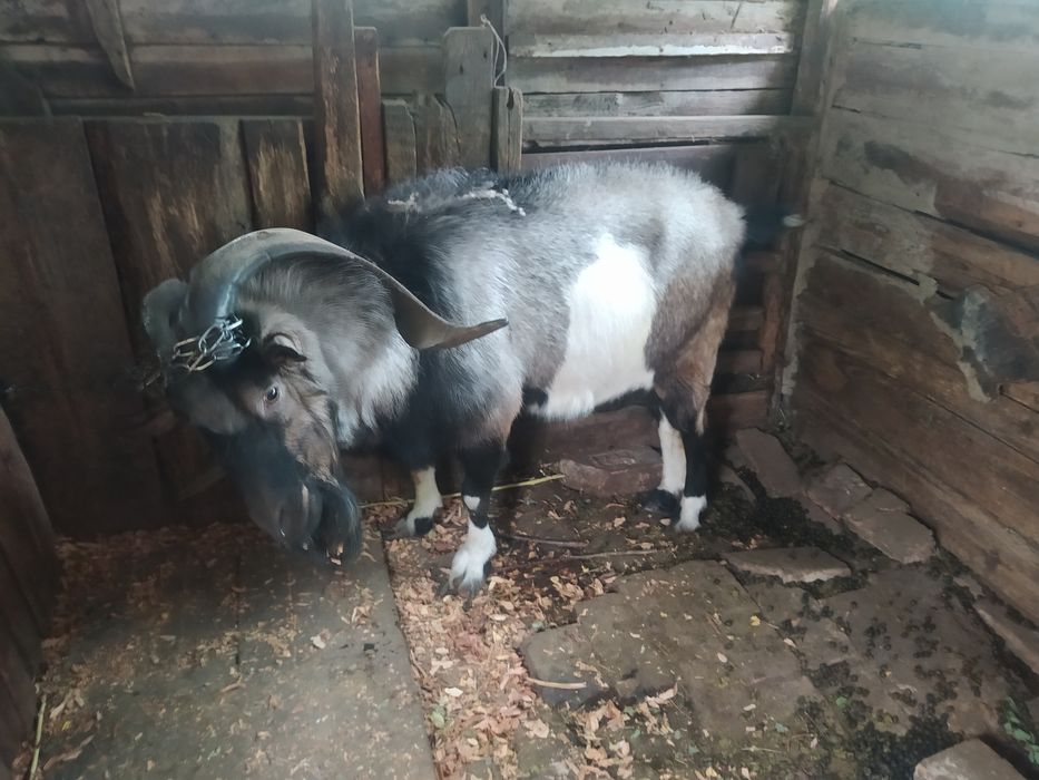 Продам гарного козла