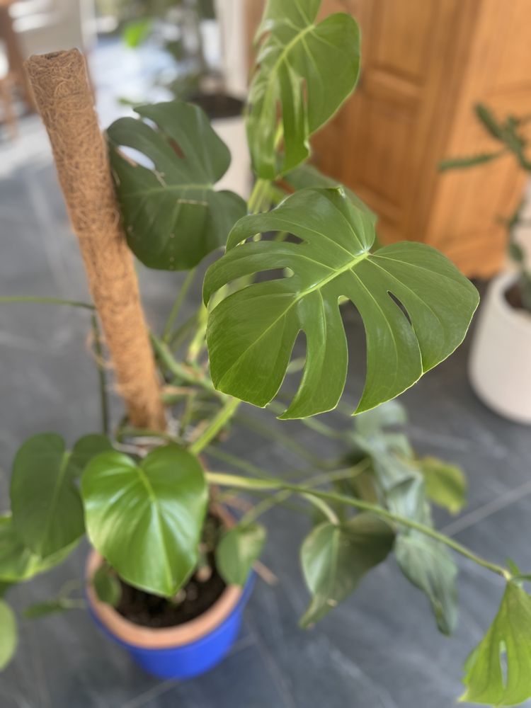 Monstera kwiat doniczkowy