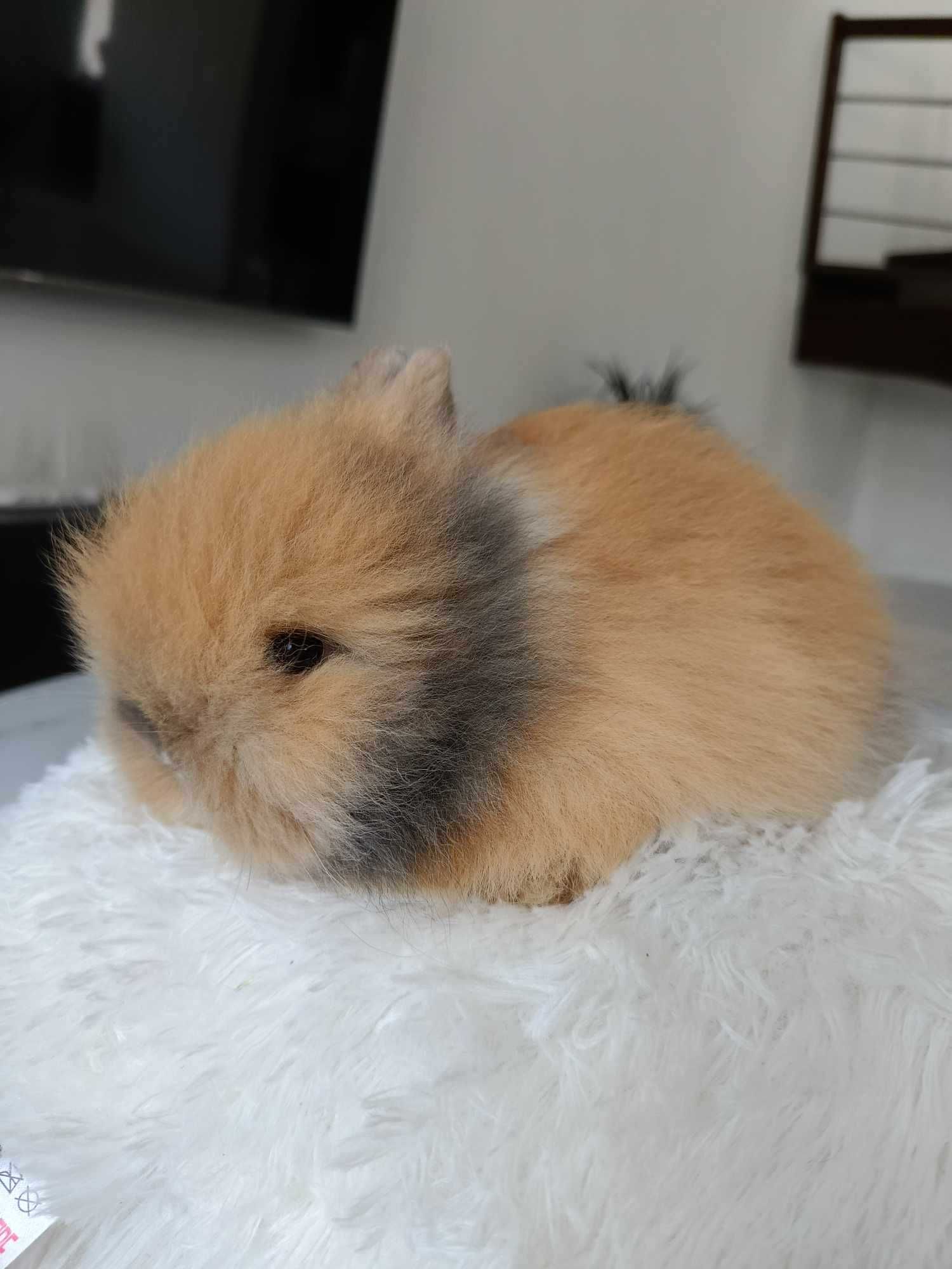 Mini lop karzełek Teddy hodowla zarejestrowana