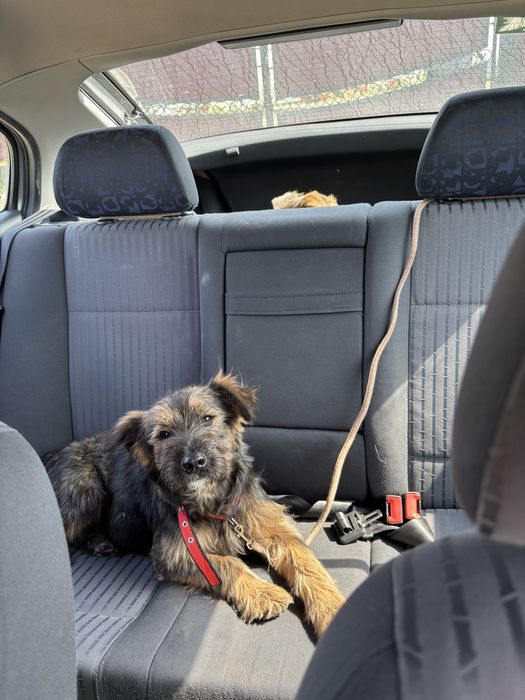 Собачка у добрі руки